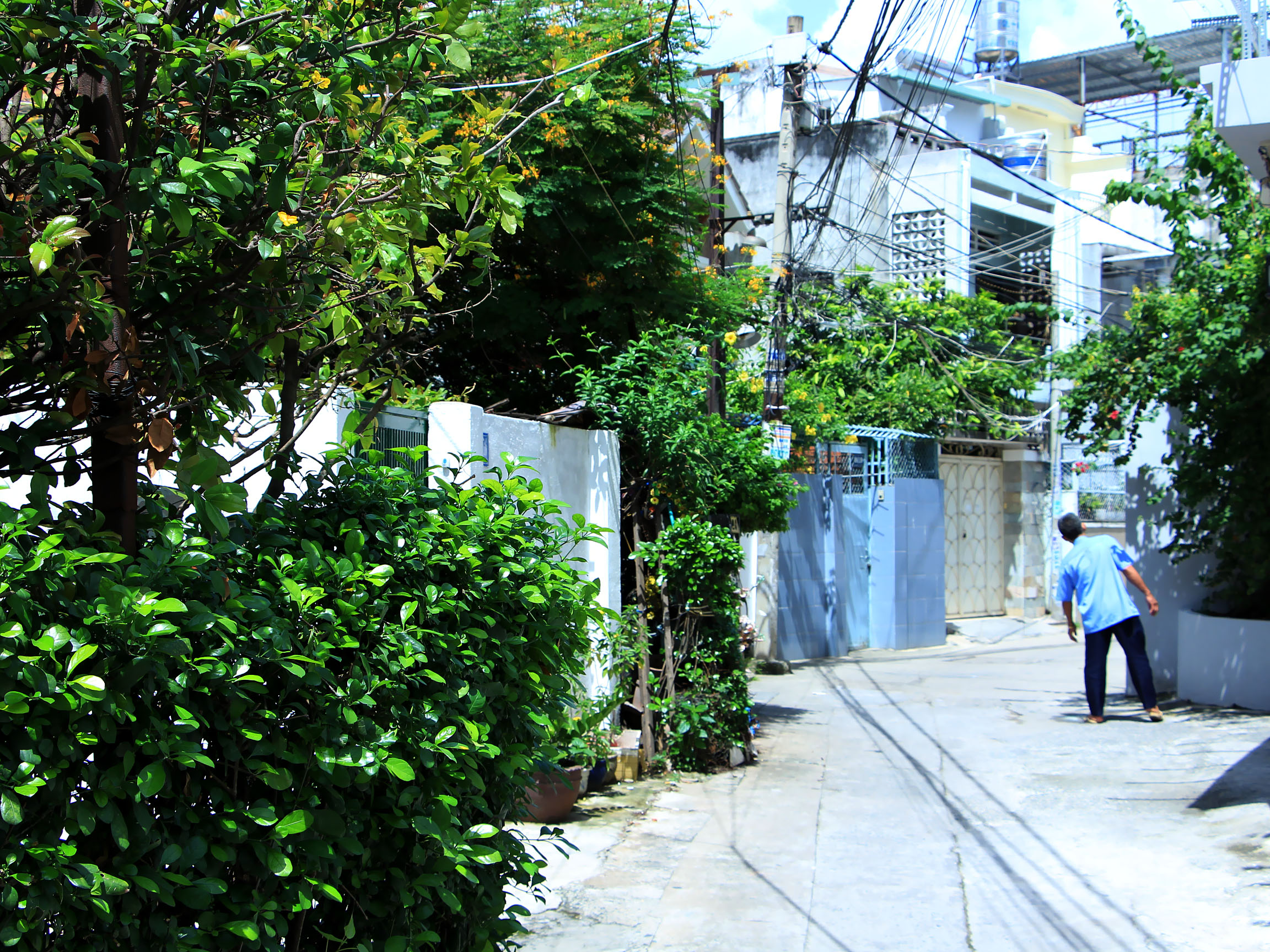 Tán lá lấn ra ngoài đường
