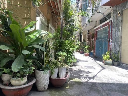 Trồng cây lấn sang đất hàng xóm