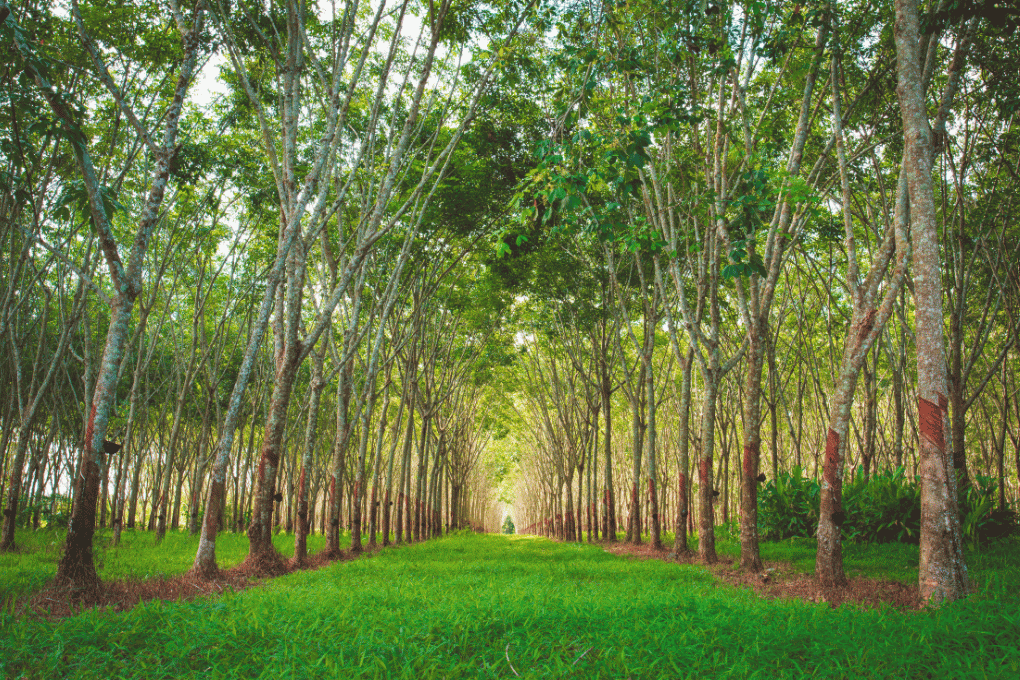 Đất trồng cây lâu năm